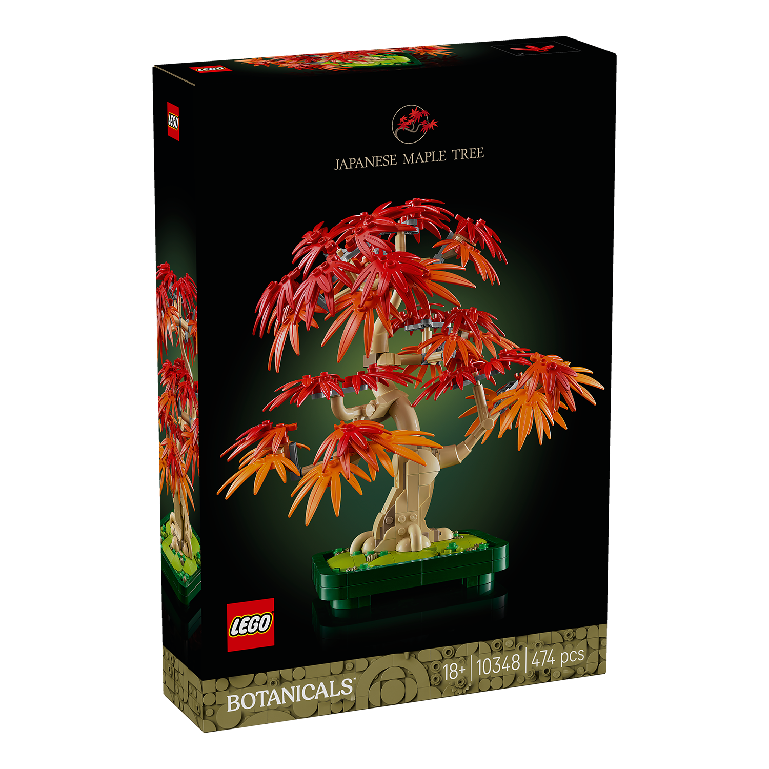 10348 Japanischer Roter Ahorn – Bonsai-Baum
